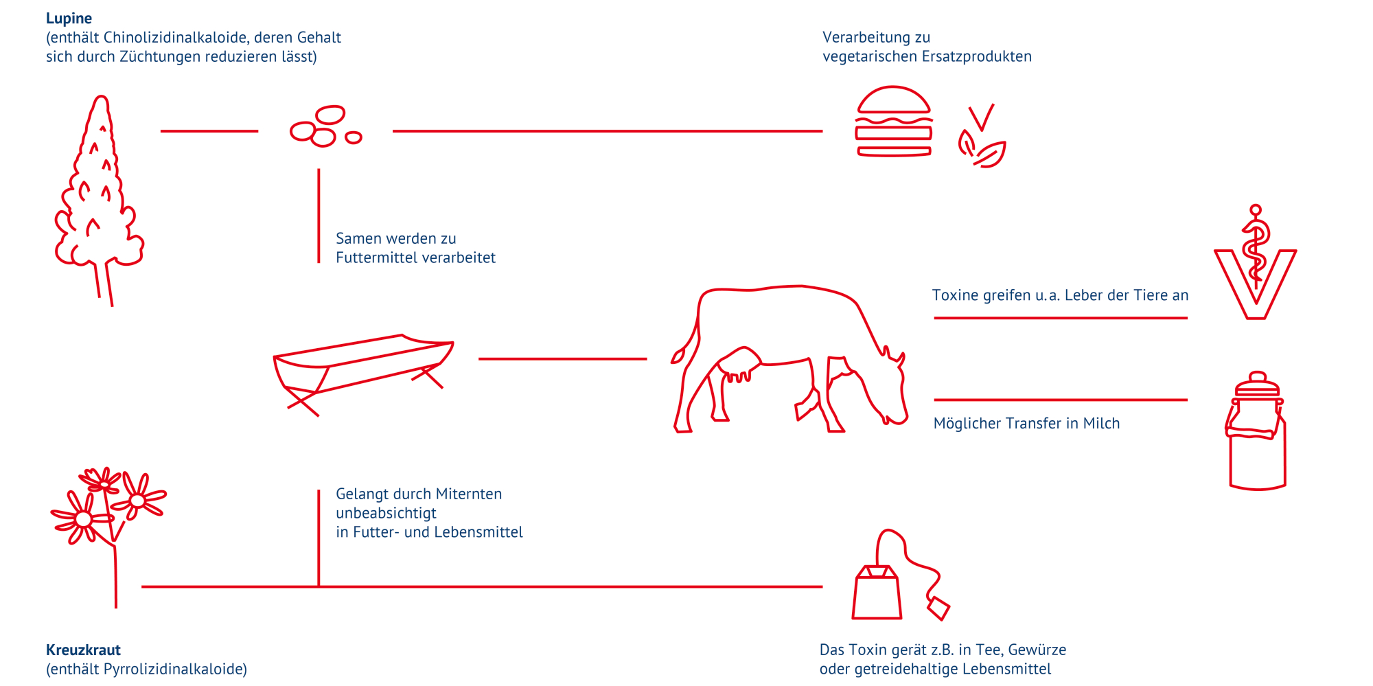 Schematische Darstellung: Chinolizidinalkaloide können Lebensmittel aus Lupinen belasten oder über Futtermittel  in die Milch gelangen bzw. die Tiere schädigen. Pyrrolizidinalkaloide gelangen in Tees und Futtermittel, wenn Kreuzkräuter versehentlich mitgeerntet werden.  oder Lebensmittel aus Lupinen in die Nah