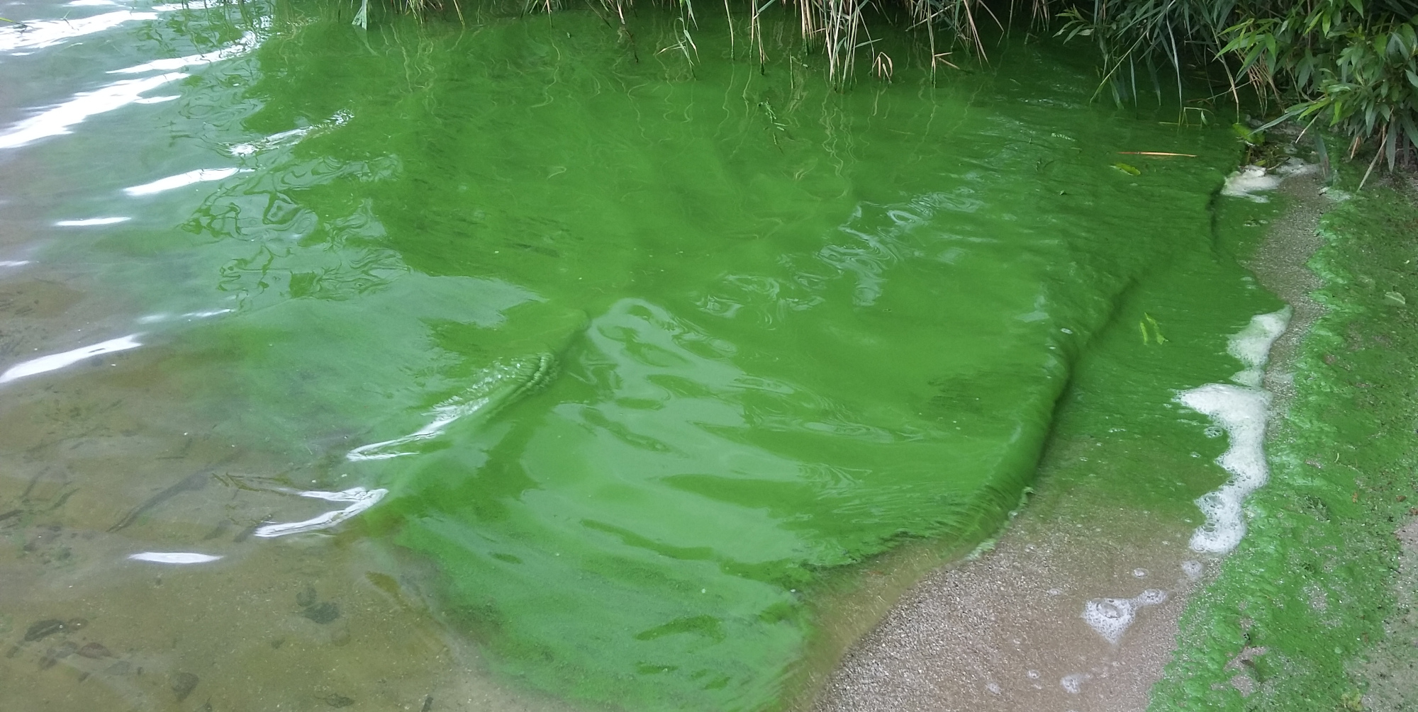 Grüner Algenteppich am Uferrand eines Gewässers