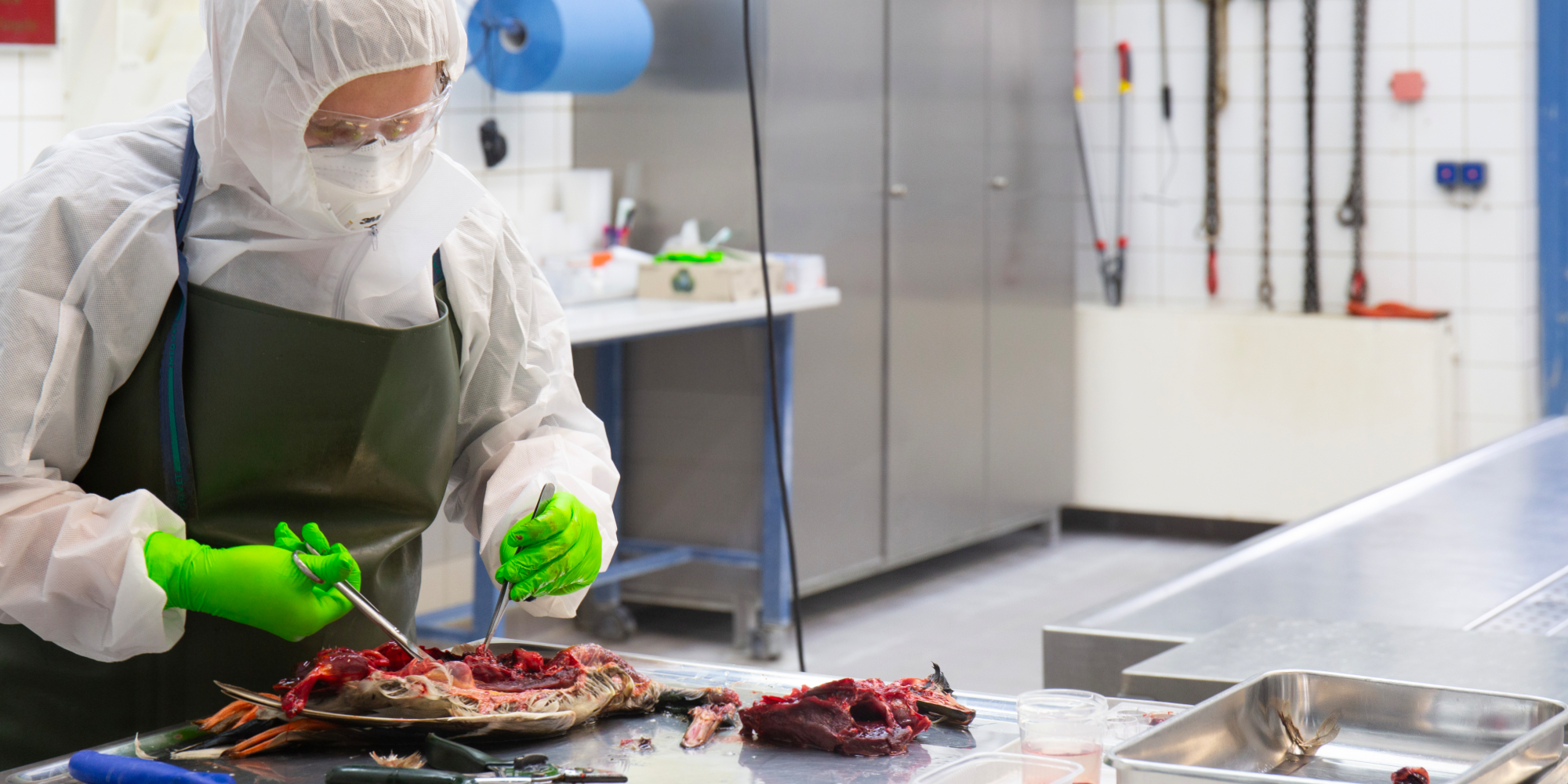 Bild: Tierärztin in Vollschutzkleidung entnimmt die Organe aus einem offenen Entenkörper