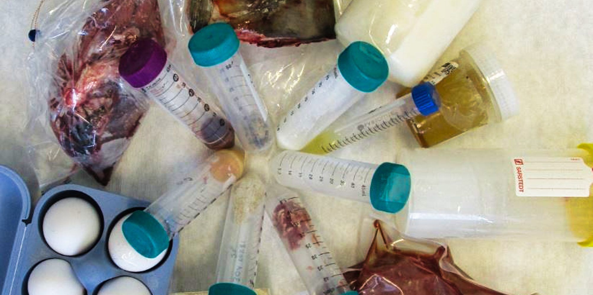 Im Kreis sind ein Stück Karpfen, Milch, Urin im Beutel, Tränkwasser, Muskulatur, Futtermittel, Eier und Leber angeordnet zusammen mit der jeweils homogenisierten Einwaage in ein Reagenzröhrchen