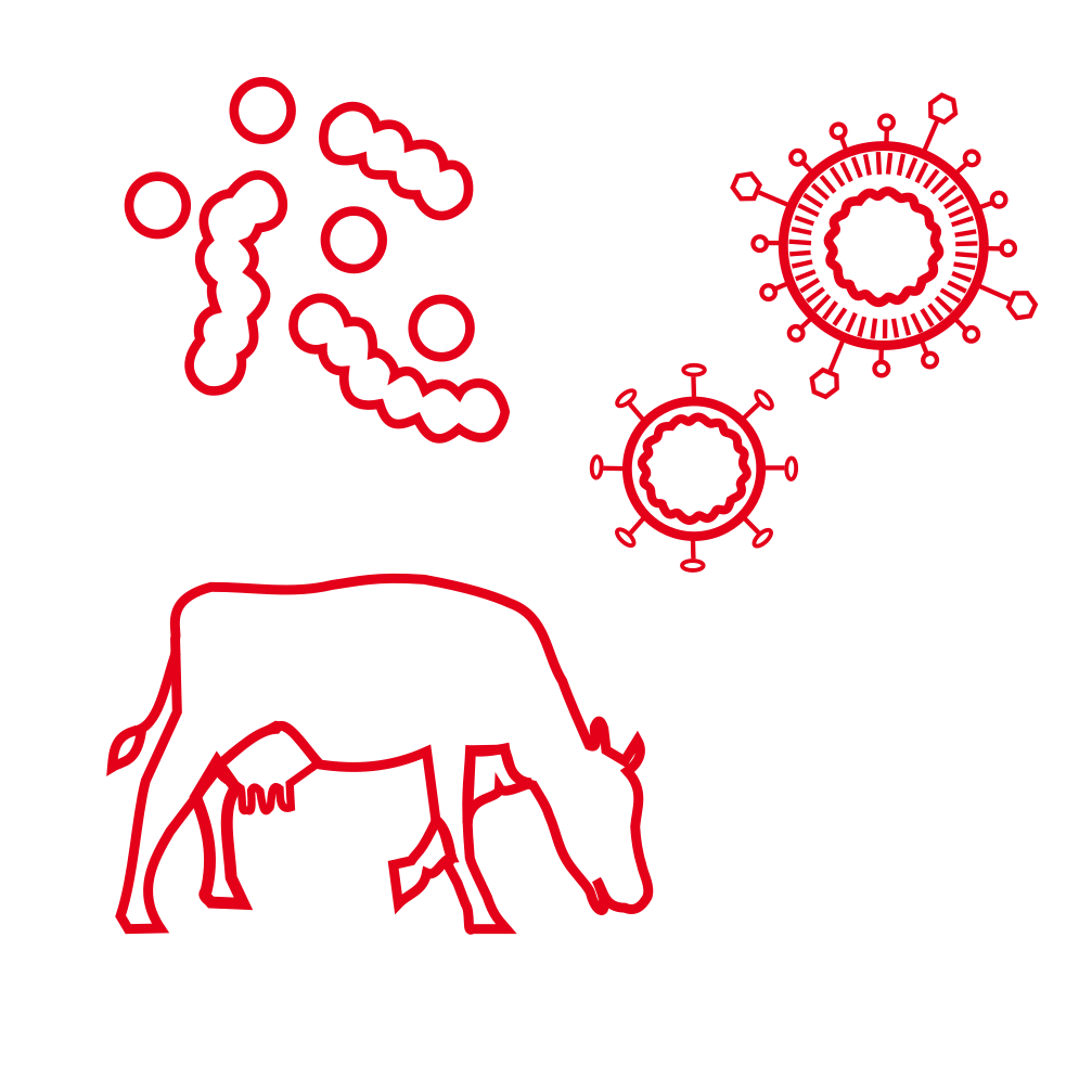 Schematische Darstellung von Viren, Bakterien und einem Rind