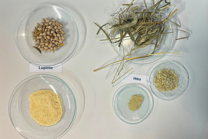 Auf Uhrengläsern liegen Heu und Lupine jeweils unzerkleinert, gemahlen und fein gemahlen.