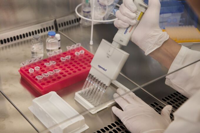 Mit einer Mehrfachpipette wird Lösung in eine Mikrotiterplatte pipettiert.